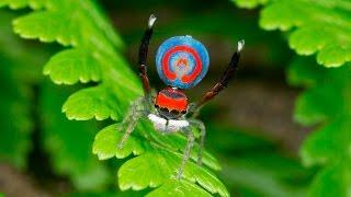 Peacock Spider 16 (Maratus splendens)