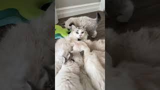 In case you're wondering which is the kittens still screaming, that would be Otis