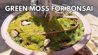 How to Make Green Moss for Bonsai Trees