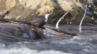 Pluszcz (Cinclus cinclus) White-throated Dipper Czechowice - Dziedzice