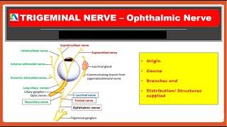 Ophthalmic Nerve - Course, Brances and Distribution | Trigeminal nerve | [Simplified]