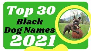 Top 30 Black Dog Names Male And Female With Meaning 2021 Unique Dog Names ! Pet Names