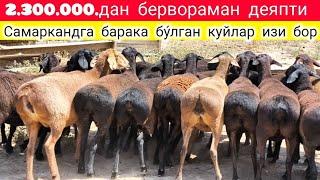 САНЖАР ЧУ́ПОННИ КУ́ЙЛАРИ ТОГДАН КАЙТИШНИ БОШЛАДИ