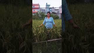 Kirat sunuwar song##sunuwar