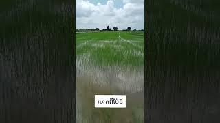 Rice Field