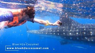 Swim With Whale Sharks and Mantas Cancun Mexico July 2023