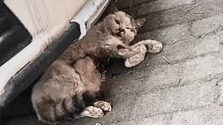 A severely injured kitten rejected by vets was brought back to life through a girl's devoted care.