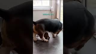 Little Dog can't figure out Pet Door ️