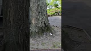 [NYC] Can a little BIRD  pick up a Kleenex TISSUE?! #travel #nyctourism #spring #centralpark