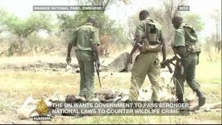 Inside Story - Who is gaining from illegal wildlife trade?