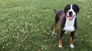 Nash - Greater Swiss Mountain Dog