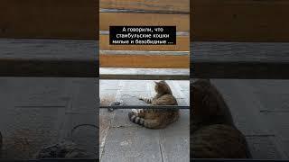 кошки в стамбуле #turbereg #кошки