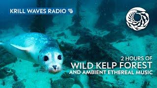 Wild Kelp Forest and Ethereal Music to Relax/Study To | Monterey Bay Aquarium Krill Waves Radio