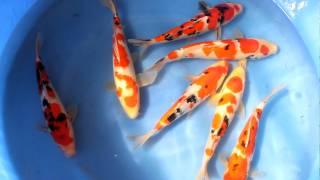 Sakai (Yamamatsu Koi Farm) Tosai Tateshita Sanke