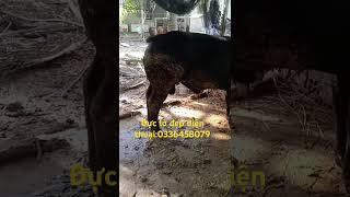 Anh, chị có nhu cầu vui lòng liên hệ chăn nuôi bò Trà Vinh điện thoại:0336458079