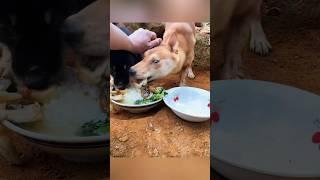 Dogs longing to be loved #animals #pet #dog #shorts