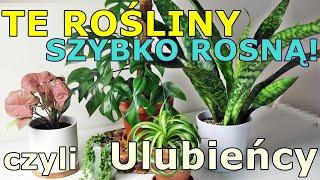  Szybko rosnące ROŚLINY domowe   czyli Ulubieńcy maja 2022 