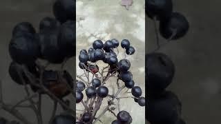 плоды боярышника.