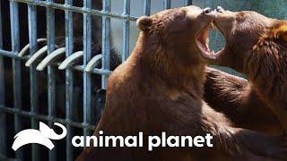 ¡Los osos tienen manicura! | El zoológico del Bronx | Animal Planet