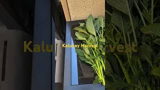 Kalunay Harvest @ProfDavidJDelosReyes #kalunay #fresh