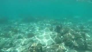 Blacktip reef shark in Loh Sama Bay "Phi Phi Leh"  Krabi 2019