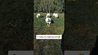 Ручные гуси#ольгамакsola#гуси#птицы#юмор#село#животные#приколысживотными#приколы#крик#гусь#птица#топ