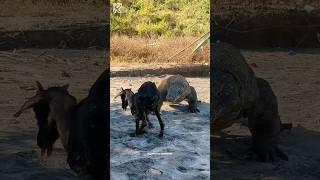 The goat was angry with komodo  #komodo #viral #wildlife  #komodoisland  #komodoindonesia