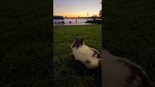 Bunny Diary： Pier 97 w Cosmo #rabbit #rabbitvlog  #rabbitnyc #bunnynyc #兔 #うさぎ #Bunny