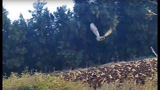 Quail Hunt using 410 Caliber ,12 gram Load Gemini chokes -Chasse a la caille- صيد فري السمان-ShotKam