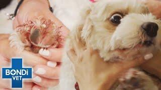 Dog's "Paw-Licking" Obsession Is Ruining Its Life | Bondi Vet