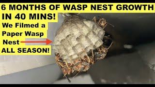 SEE ENTIRE LIFECYCLE OF A WILD PAPER WASP NEST (6 Months of Growth) IN 40 MINS! Polistes Colony!