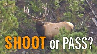 Elk Hunting Colorado - Eastmans’ Hunting TV