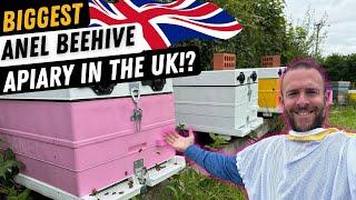 Is This The Biggest Anel Beehive Apiary In The UK!?