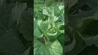 Organic Sukuma Wiki/Kale Upclose#kale#sukuma#vegetables#organic