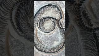 Fossils of Vasuki Indicus. World Facts episode 11. #vasukiindicus #giantsnake