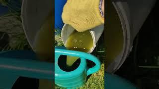 чудо крапива #крапива как удобрение #без химии на даче #garten #garden #садогороддача