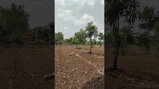 the beauty of rural life#villagelife# my farming#my village#khetibadi #beautiful nature #shortvidio
