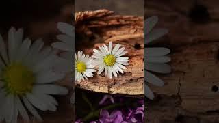 Magical Atmosphere of Untouched Nature, Fantastic Sounds of the Planet for Deep and Relaxing