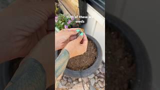 Only 20 days to start filling up! #marigolds and #vincas