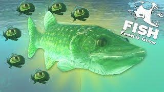 СТАЯ ЩУК ВЫЖИВАЕТ В РЕЧКЕ, ОБНОВЛЕНИЕ! | Feed and Grow Fish