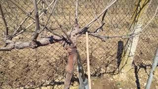 How to change the formation of a vine from CORDON to GUYO