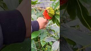 Harvest Seven-Leaf Flower (Paris polyphylla) - King of Herbal #farming @RomFarm