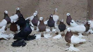 ВОТ ЭТОМ РОЛИКЕ ТОЛЬКО ОЧЕНЬ КРАСИВЫ ГОЛУБЕЙ.Г.У.Pigeons