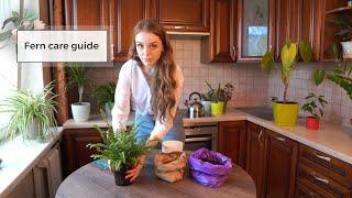 Boston Fern Care Guide | Fern Care 101