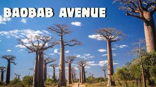 Baobab Avenue, Madagascar | Place to Visit in Madagascar