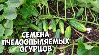 СЕМЕНА ОГУРЦОВ  Лучшие пчелоопыляемые огурцы для открытого грунта и теплиц  Обзор HitsadTV