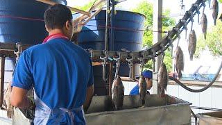 Paraná é líder na produção de tilápia