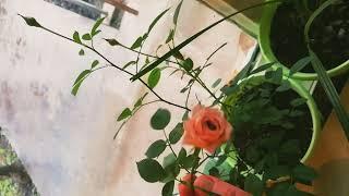 Одна роза может быть моим садом