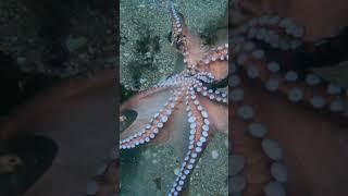 PULPO GRANDE EN LA ARENA PESCA SUBMARINA #shorts