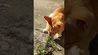 cat eating grass, cat gone vegeterian strange cat behavior #shorts #ytshorts funny cat